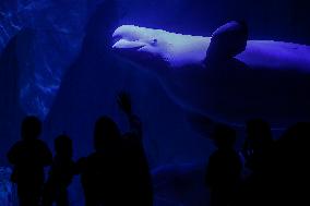 Oceanografic De Valencia Presents The Union Of The Beluga Whales Of Ukraine And Valencia