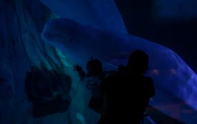 Oceanografic De Valencia Presents The Union Of The Beluga Whales Of Ukraine And Valencia
