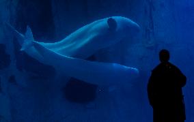Oceanografic De Valencia Presents The Union Of The Beluga Whales Of Ukraine And Valencia