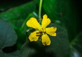 Marmalade Hoverfly - Animal India