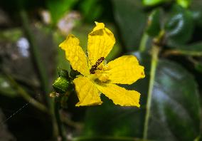 Marmalade Hoverfly - Animal India