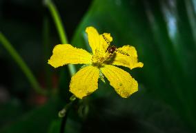 Marmalade Hoverfly - Animal India