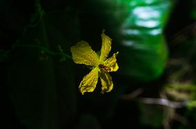 Marmalade Hoverfly - Animal India