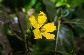 Marmalade Hoverfly - Animal India