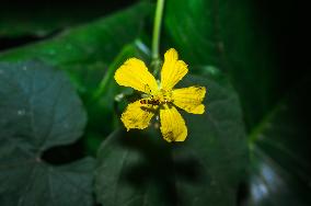 Marmalade Hoverfly - Animal India