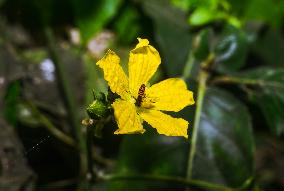 Marmalade Hoverfly - Animal India