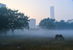 Heavy Fog In Kolkata