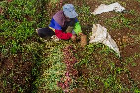Harvest Season Of Red Onions In Garut