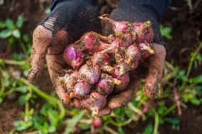 Harvest Season Of Red Onions In Garut