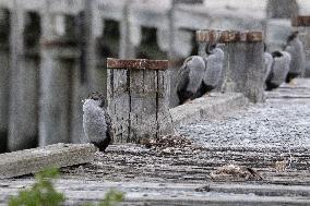 Wildlife Attractions In Otago Peninsula In New Zealand