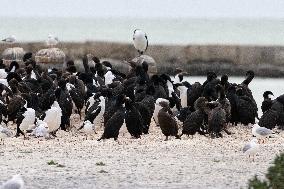 Wildlife Attractions In Otago Peninsula In New Zealand