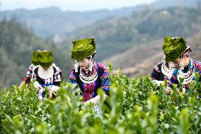 Tea Picking Contest in Qianxinan