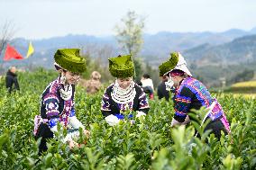Tea Picking Contest in Qianxinan