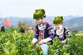 Tea Picking Contest in Qianxinan