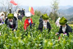 Tea Picking Contest in Qianxinan