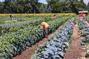 Agriculture In Markham, Canada