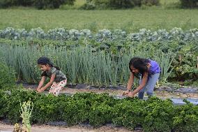 Agriculture In Markham, Canada