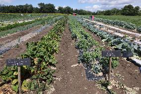 Agriculture In Markham, Canada