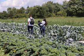 Agriculture In Markham, Canada