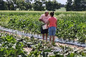 Agriculture In Markham, Canada