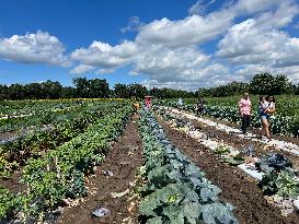 Agriculture In Markham, Canada