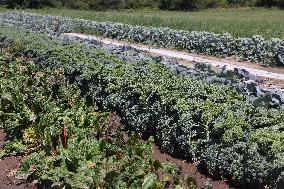 Agriculture In Markham, Canada