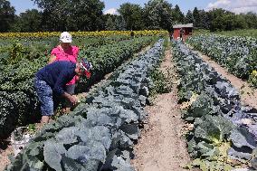 Agriculture In Markham, Canada