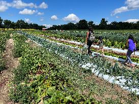 Agriculture In Markham, Canada