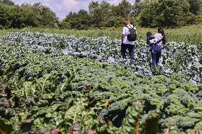 Agriculture In Markham, Canada