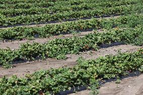 Agriculture In Markham, Canada