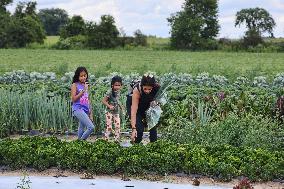 Agriculture In Markham, Canada