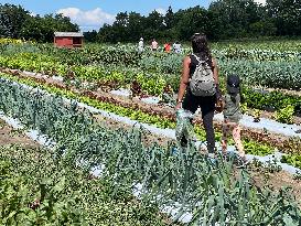 Agriculture In Markham, Canada