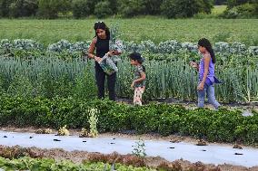 Agriculture In Markham, Canada