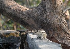 Squirrel On A Wall