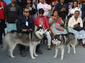 Pet Festival In India