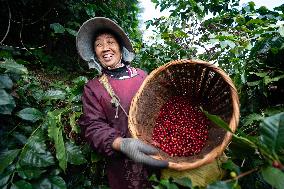 Coffee Industry - China