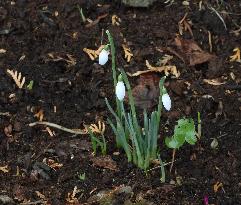 Spring flowers in January