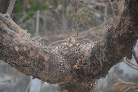 Squirrel In India