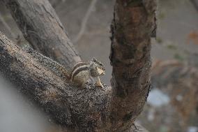 Squirrel In India