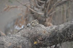 Squirrel In India