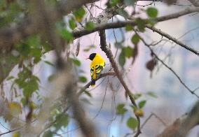 Black-Hooded Oriole Bird