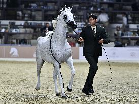 Katara International Arabian Horse Festival (Kiahf) 2025