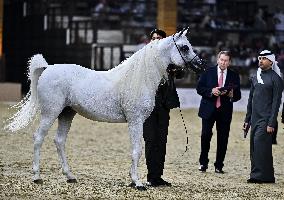 Katara International Arabian Horse Festival (Kiahf) 2025