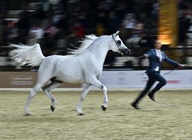 Katara International Arabian Horse Festival (Kiahf) 2025