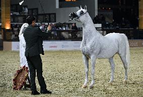 Katara International Arabian Horse Festival (Kiahf) 2025