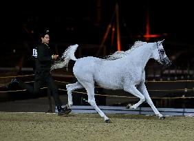 Katara International Arabian Horse Festival (Kiahf) 2025