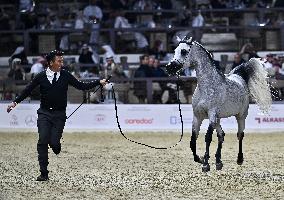 Katara International Arabian Horse Festival (Kiahf) 2025