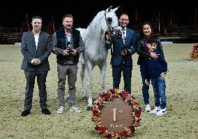 Katara International Arabian Horse Festival (Kiahf) 2025