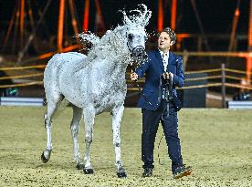 Katara International Arabian Horse Festival (Kiahf) 2025