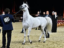 Katara International Arabian Horse Festival (Kiahf) 2025